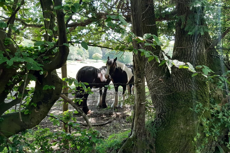 Horses near Heath common in West Sussex