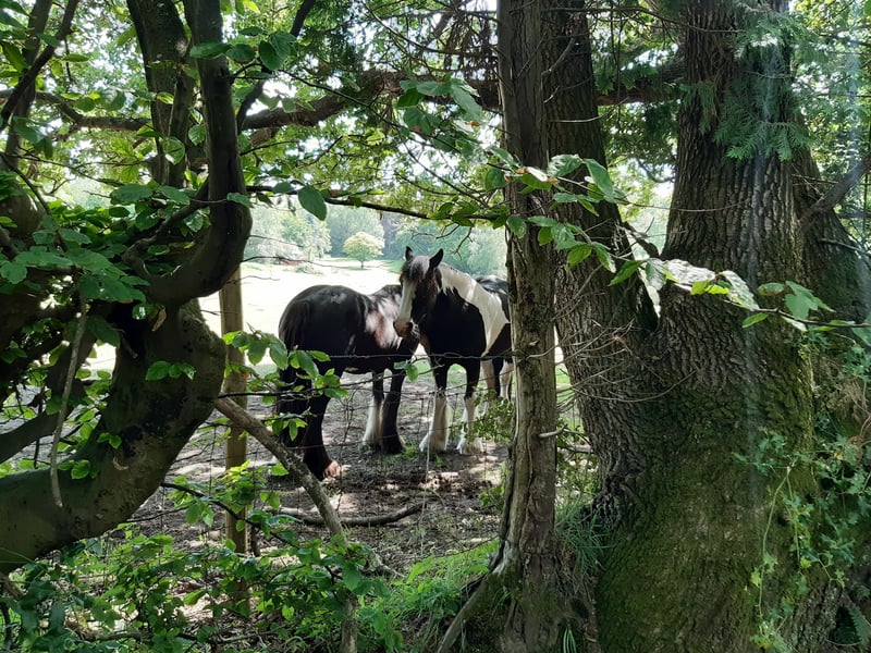 Horses near Heath common in West Sussex