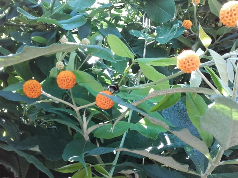 A bee in Worthing