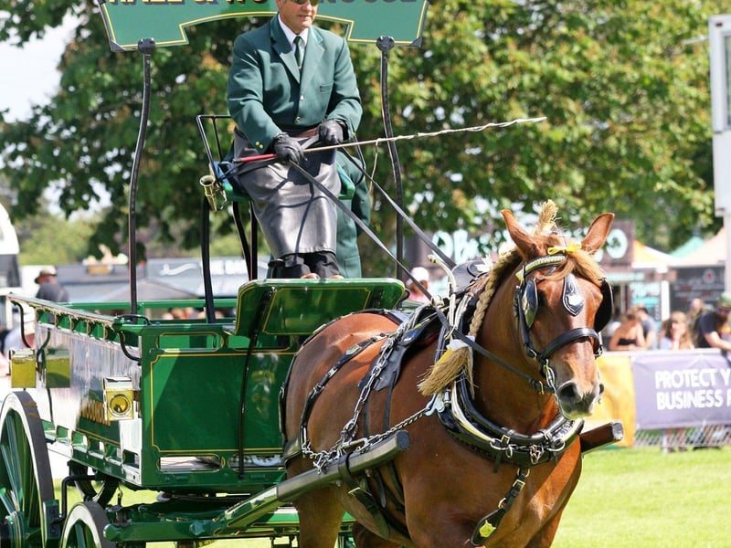DM21060538a.jpg. South Of England Show 2021. Heavy horses on show. Photo by Derek Martin Photography. SUS-211206-201609008
