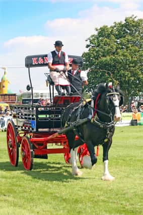 DM21060537a.jpg. South Of England Show 2021. Heavy horses on show. Photo by Derek Martin Photography. SUS-211206-201559008