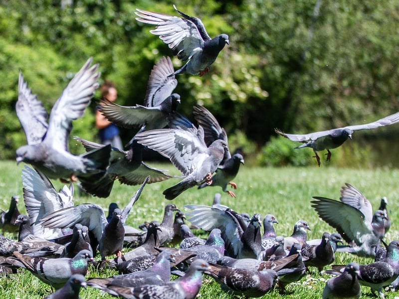 More locals at the park can only mean one thing... more bread!