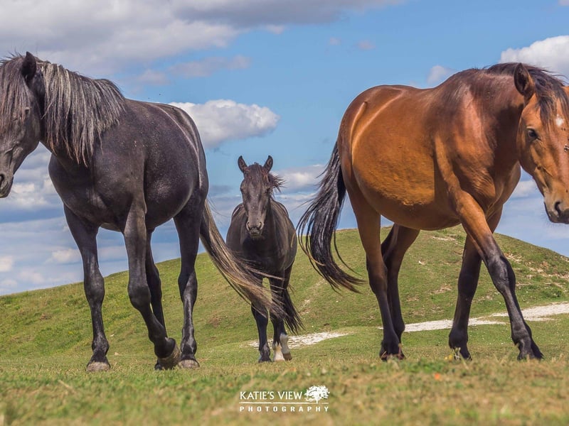 Kasia Kedziora, of Katie's View Photography, shared her favourite West Sussex images with us