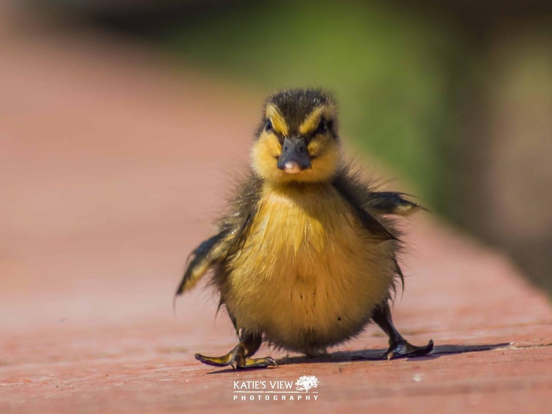 Kasia Kedziora, of Katie's View Photography, shared her favourite West Sussex images with us