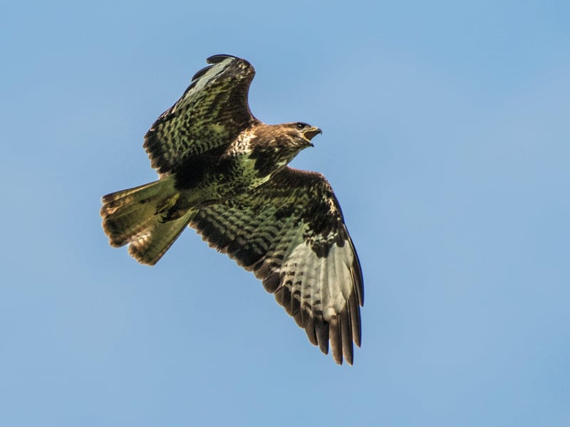 Buzzards are among many birds on the Knepp Estate. Last year, white stork chicks hatched at Knepp - the first time they had bred in Britain for the past 600 years. Photo: Charlie Burrell