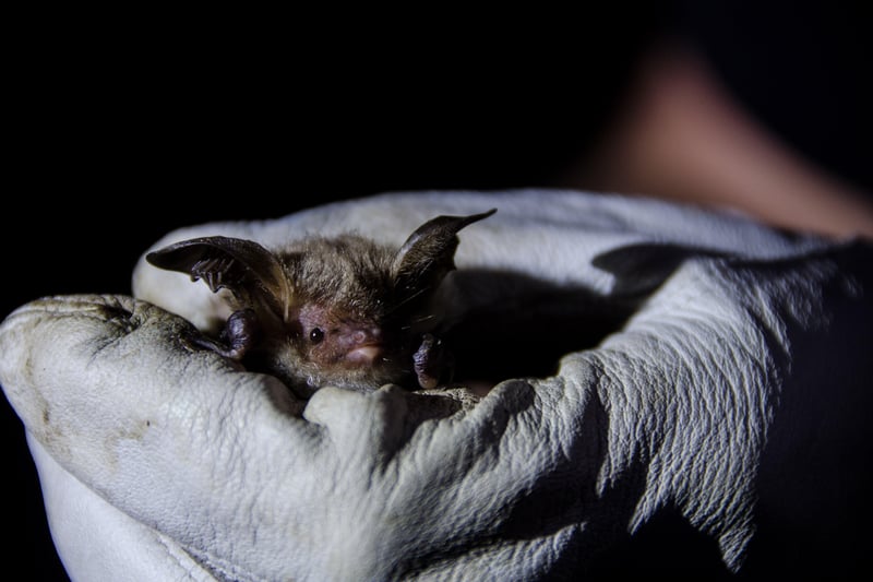 Bats are among the creatures that can be spotted on night safaris that Knepp organises. Photo: Charlie Burrell