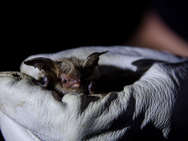 Bats are among the creatures that can be spotted on night safaris that Knepp organises. Photo: Charlie Burrell