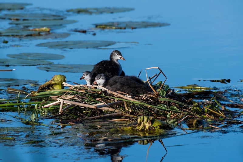 A young coot on Knepp's lake. Photo: Charlie Burrell
