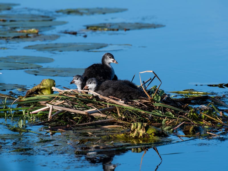 A young coot on Knepp's lake. Photo: Charlie Burrell