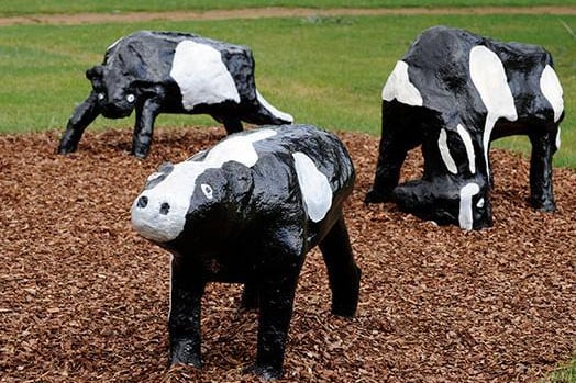 Milton Keynes' history wouldn't be complete without a mention of the concrete cows. The famous herd consisting of three cows and three calves, was created with local children using scrap materials in1978 by Canadian artist-in-residence Liz Leyh,  
In 1979 one of the calves was kidnapped by students, who demanded a ransom. Nobody knows whether the cash it was paid or not but the calf was never seen again.