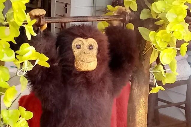 The long-lost brother of "Charlie the Chimp" and "Alfie the Ape", who hundreds of Northampton residents will remember from the windows of Gordon Scott Shoes in Abington Street.