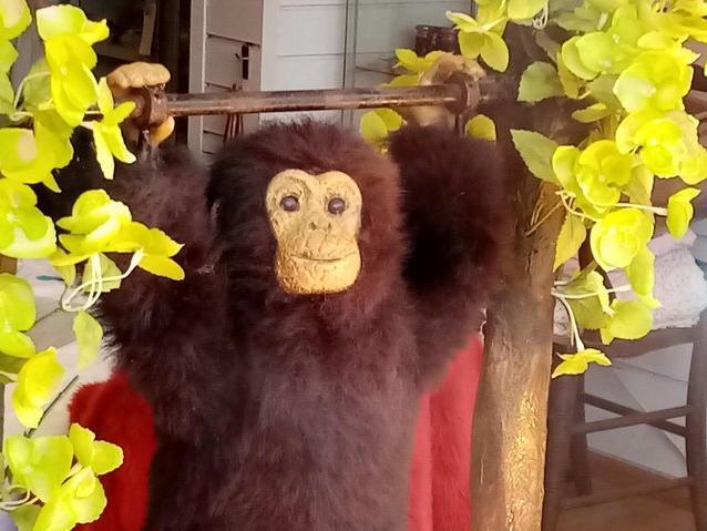 The long-lost brother of "Charlie the Chimp" and "Alfie the Ape", who hundreds of Northampton residents will remember from the windows of Gordon Scott Shoes in Abington Street.