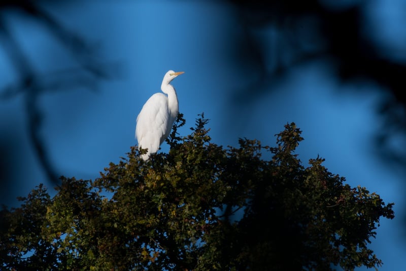 A great white egret settles on one of Knepp's  trees. Photo: Charlie Burrell