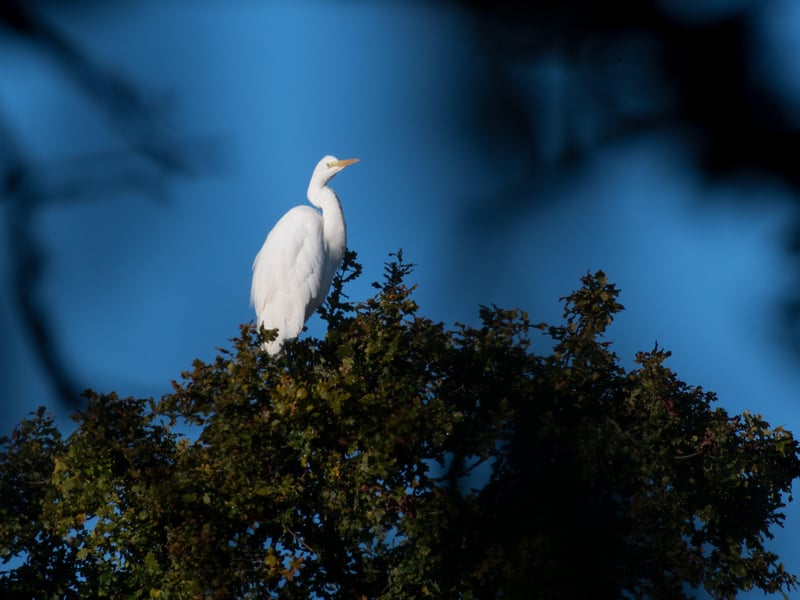 A great white egret settles on one of Knepp's trees. Photo: Charlie Burrell