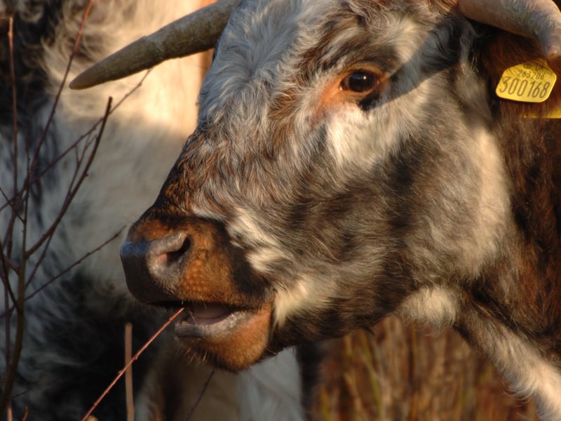 Creatures of all shapes and sizes have made Knepp their home: Photo: Charlie Burrell