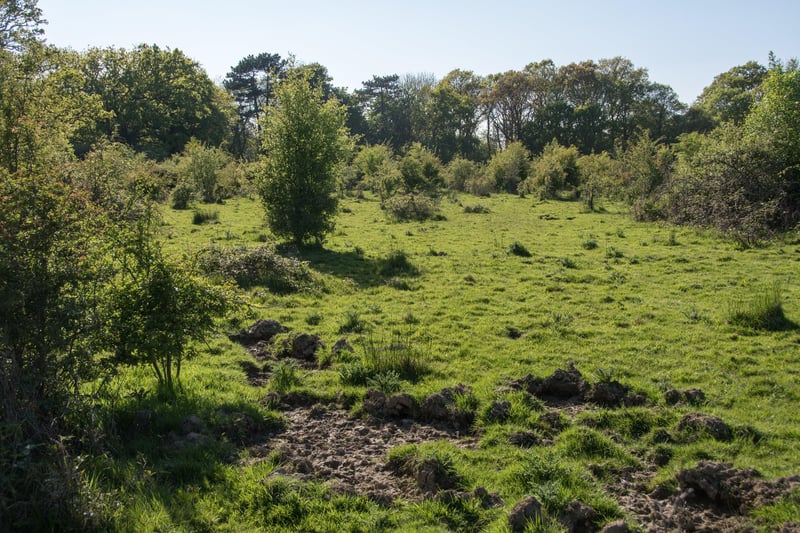 A pig rootling in scrubland on the Knepp Estate. Photo: Charlie Burrell