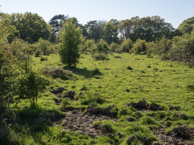 A pig rootling in scrubland on the Knepp Estate. Photo: Charlie Burrell
