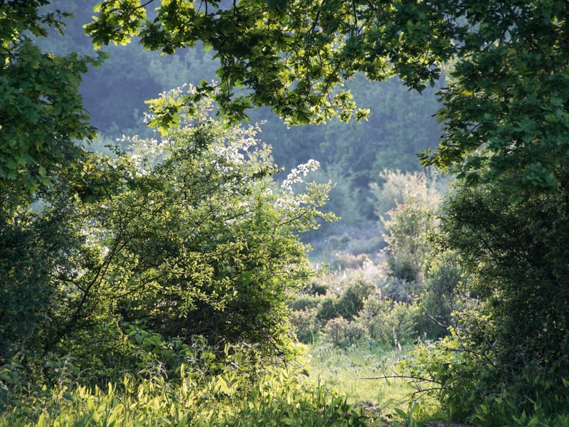 The landscape is rich in flora and fauna. Photo: Charlie Burrell