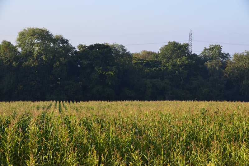 Some of the farmland at Knepp. Photo: Charlie Burrell
