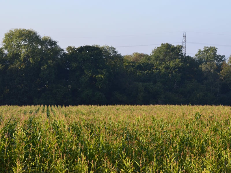 Some of the farmland at Knepp. Photo: Charlie Burrell