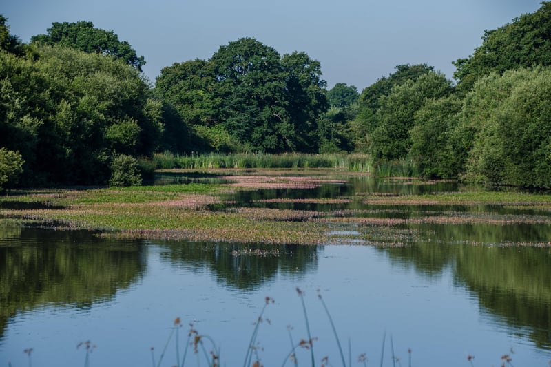 The lake on the Knepp Estate is also home to a variety of creatures. Photo: Charlie Burrell