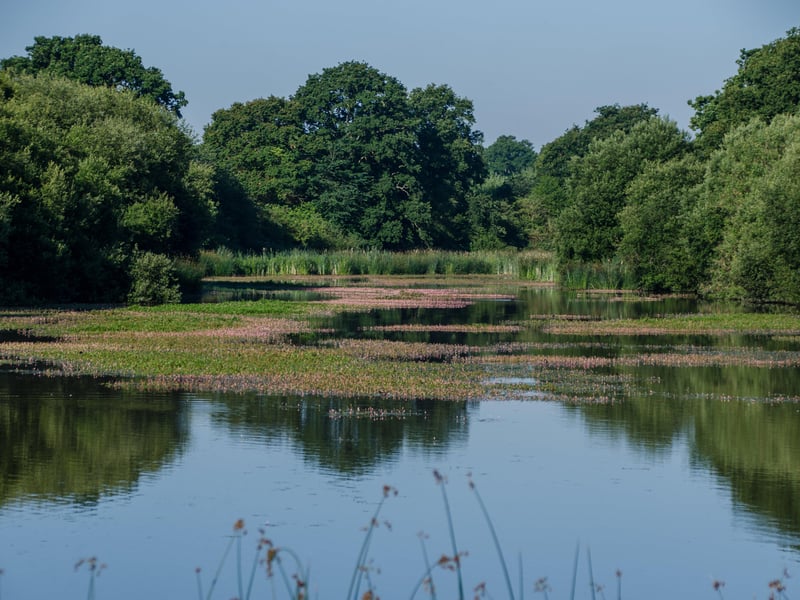 The lake on the Knepp Estate is also home to a variety of creatures. Photo: Charlie Burrell