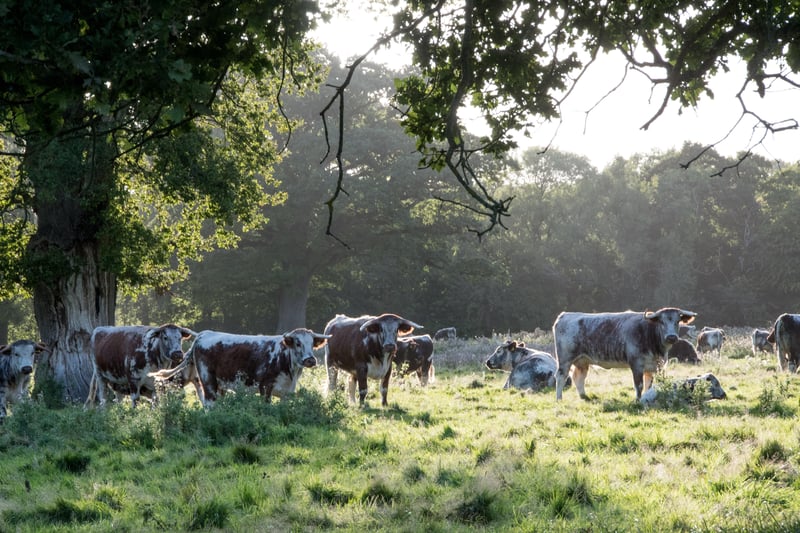 A group of longhorn cattle on the estate. Photo: Charlie Burrell