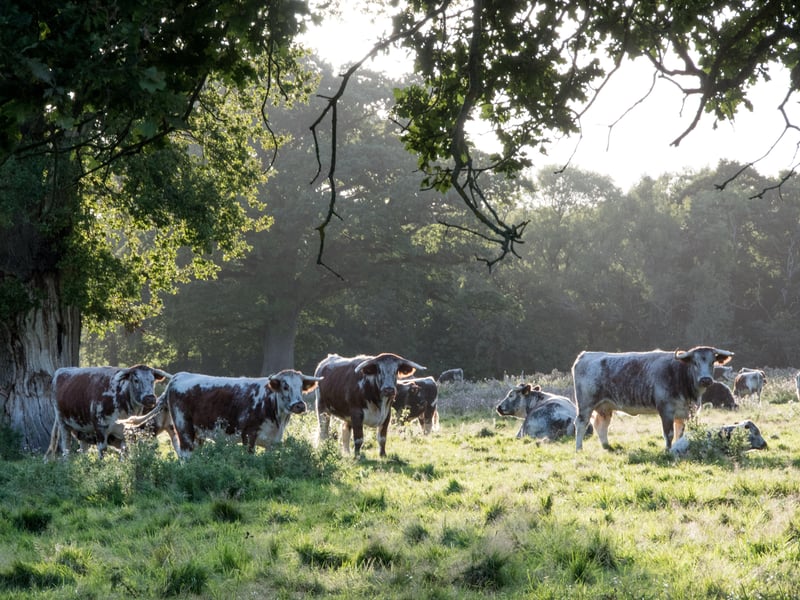 A group of longhorn cattle on the estate. Photo: Charlie Burrell