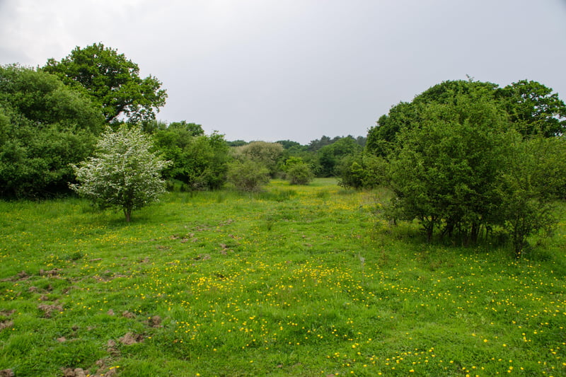 Isabella Tree fears Knepp's landscape will become 'a wildlife island in a sea of housing'.  Photo: Charlie Burrell