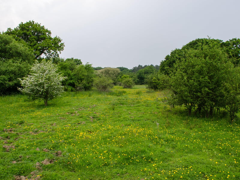 Isabella Tree fears Knepp's landscape will become 'a wildlife island in a sea of housing'. Photo: Charlie Burrell