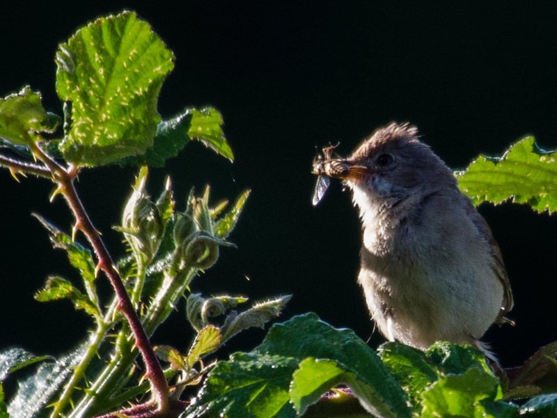Over the past 20 years Knepp has seen an extraoridnary increase in wildlife of all kinds of rare species. Photo: Charlie Burrell