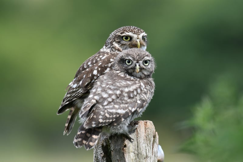 Owls are among the many bird species thriving at Knepp. Photo: Charlie Burrell
