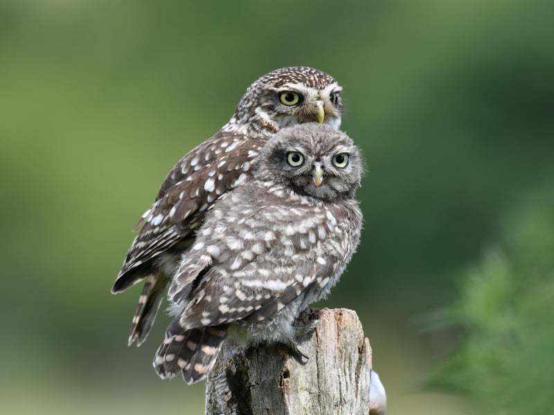 Owls are among the many bird species thriving at Knepp. Photo: Charlie Burrell