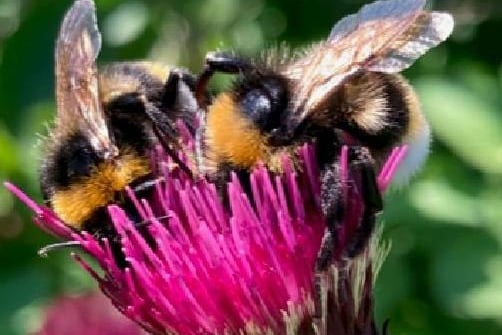 Two bees on a thistle, taken by Anne Norton on an iPhone 5SE. SUS-210617-101549001