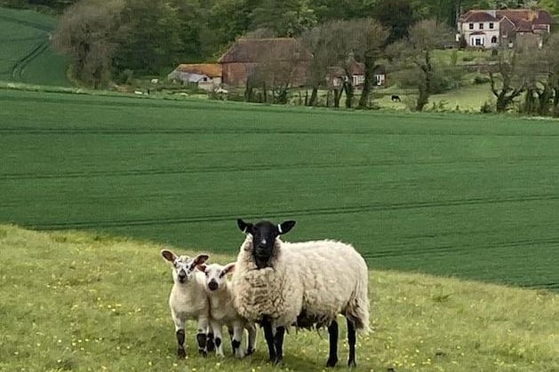 Lambs on the South Downs, snapped by Karen Bailey with an iPhone. SUS-210622-120539001