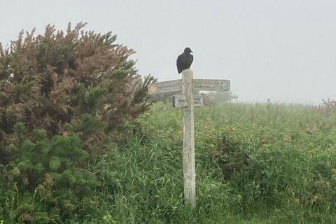 A crow takes a break on a misty morning. Picture taken by Gilly Nicol. SUS-210622-121014001