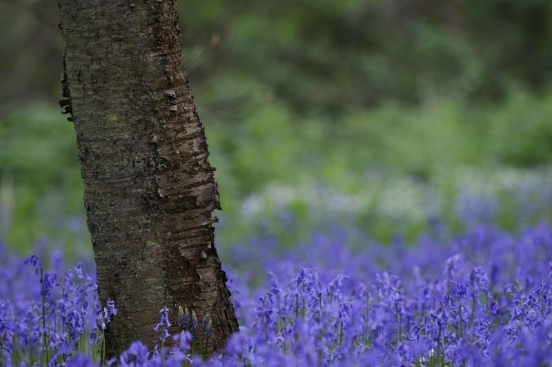 The bluebell wood. Photo: The Gowers family.