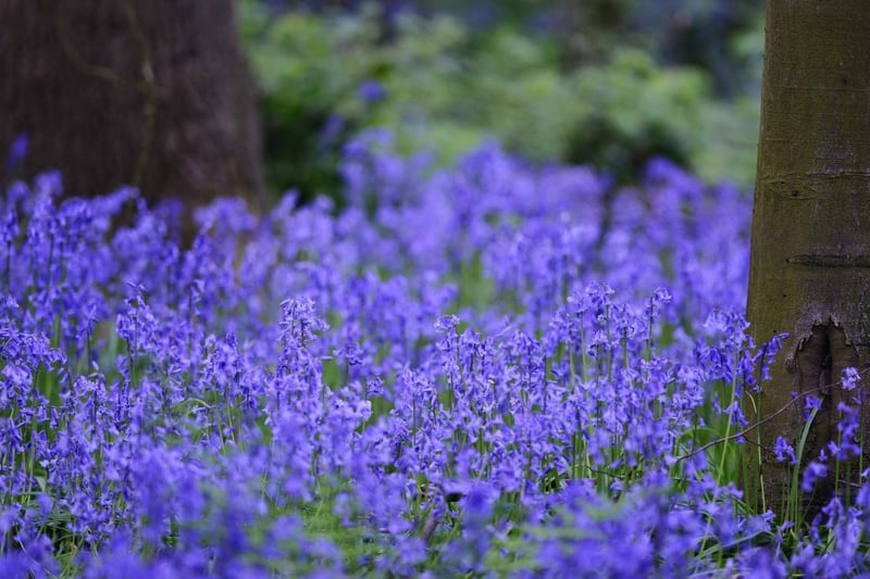 The bluebell wood. Photo: The Gowers family.