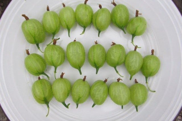 Judy Upton was first with her plate of gooseberries