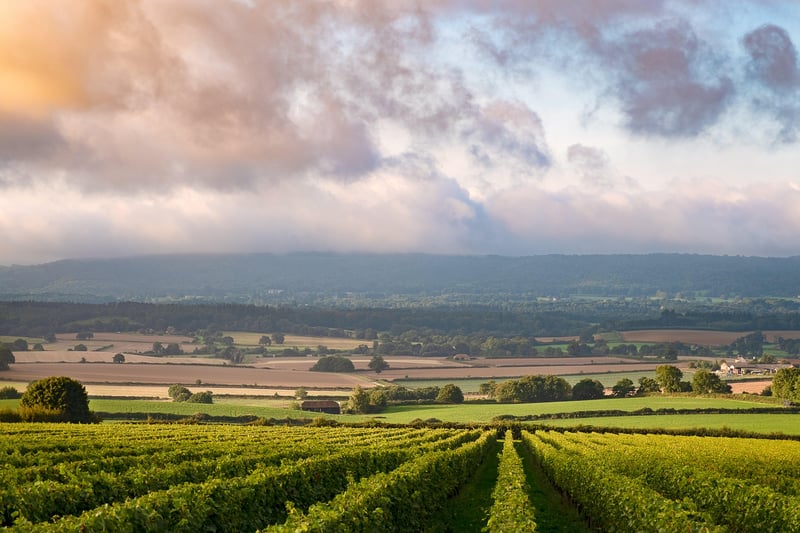 Nyetimber vineyards. Photo: Charmaine Grieger