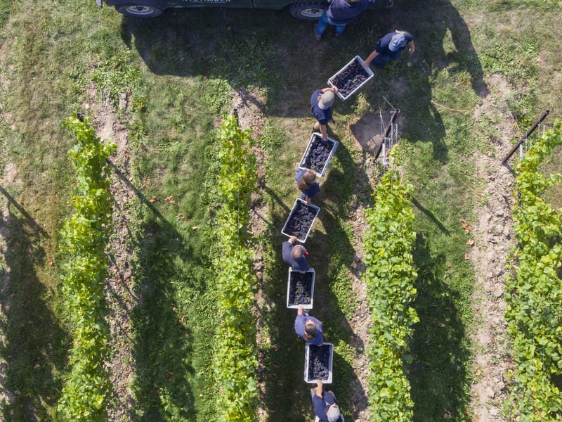 The Nyetimber estate. Photo: Nyetimber