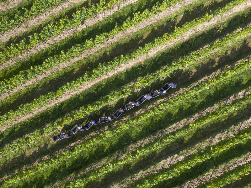 The Nyetimber estate. Photo: Nyetimber