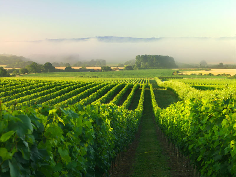 The Nyetimber estate. Photo: Nyetimber
