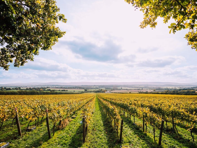 The Nyetimber estate. Photo: Nyetimber