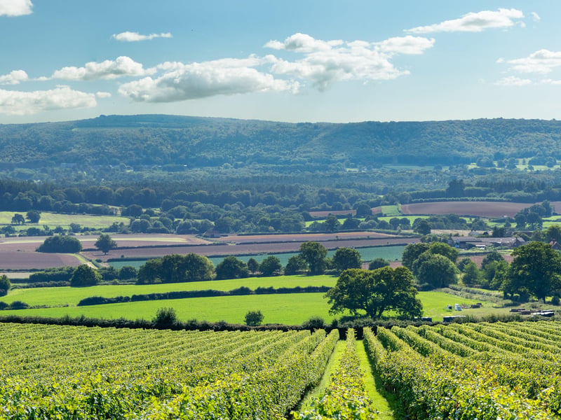 The Nyetimber estate. Photo: Nyetimber