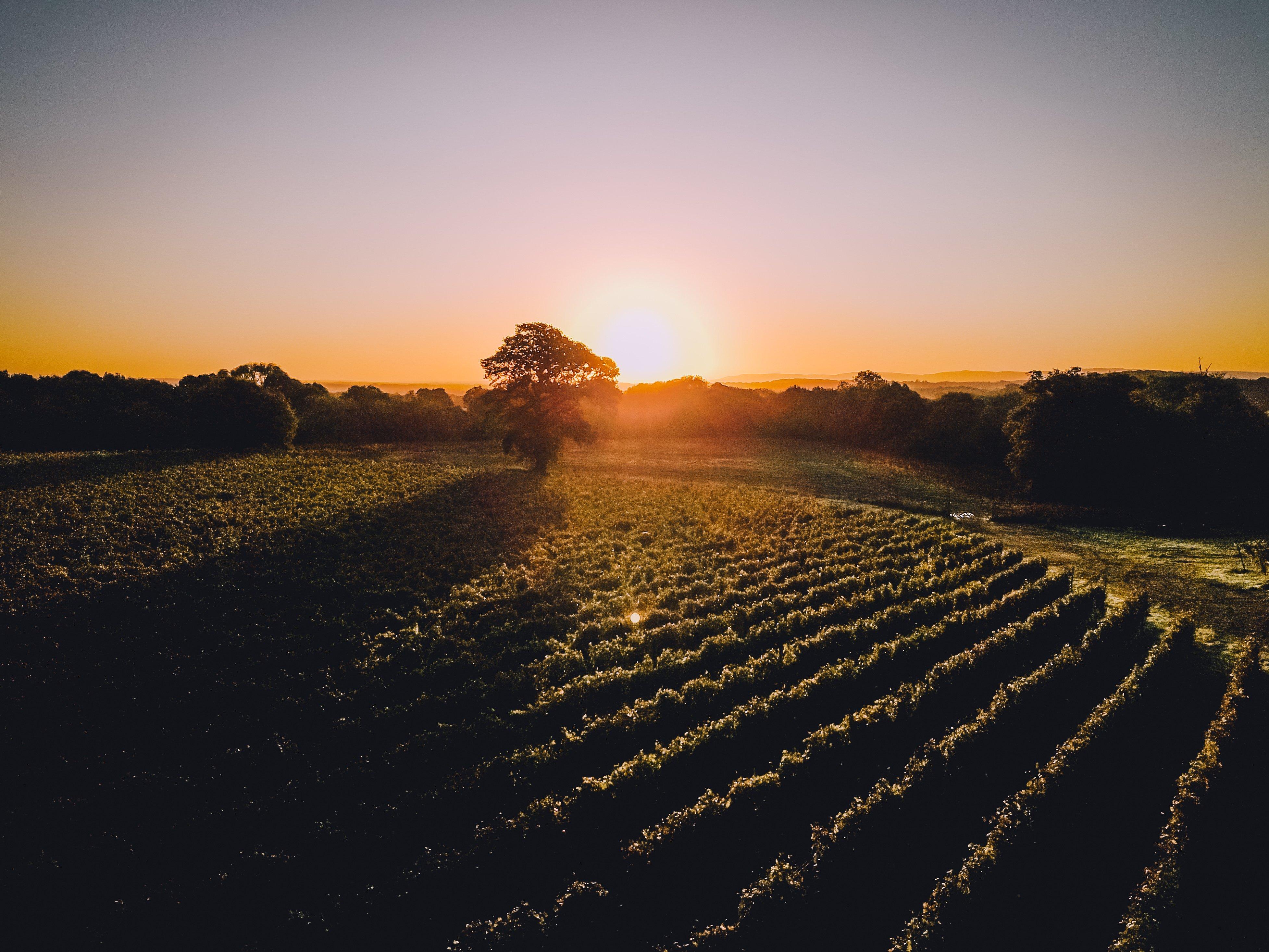 The Nyetimber estate. Photo: Nyetimber