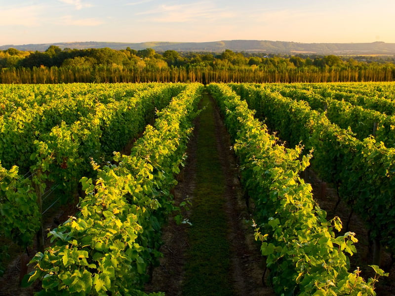 The Nyetimber estate. Photo: Nyetimber