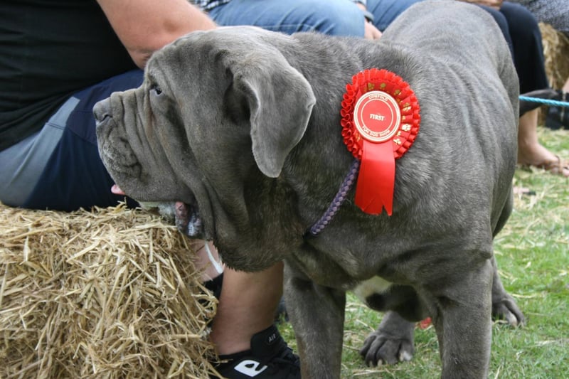 A winner from the event's dog show