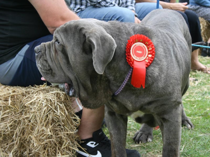 A winner from the event's dog show