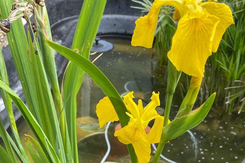Flag irises in Jacqui Astridge's Langney garden. Taken with an iPhone. SUS-210707-120120001